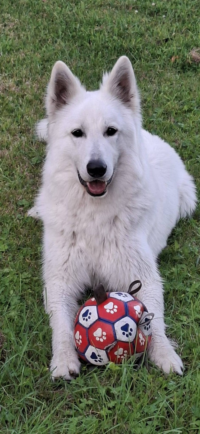 Vlad Du Moulin De Beuvry