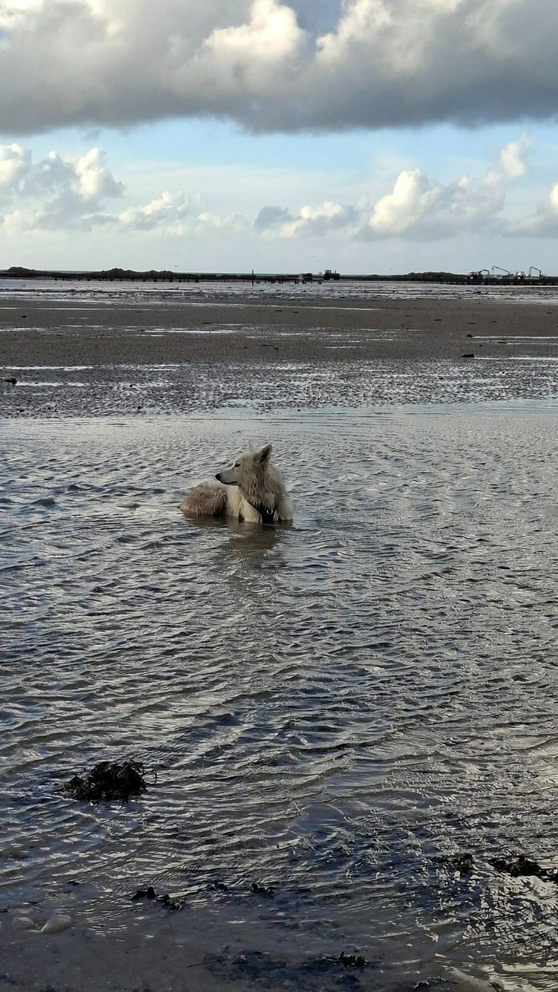 Vlad Du Moulin De Beuvry