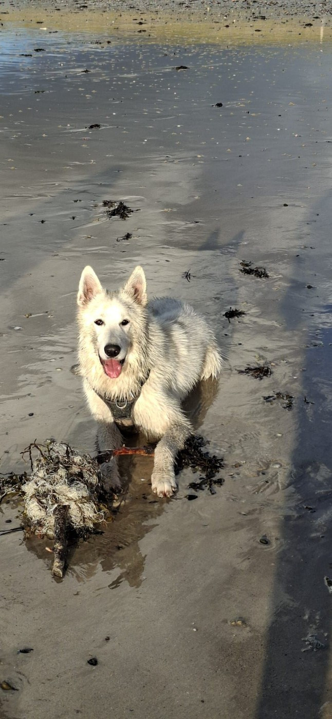 Vlad Du Moulin De Beuvry