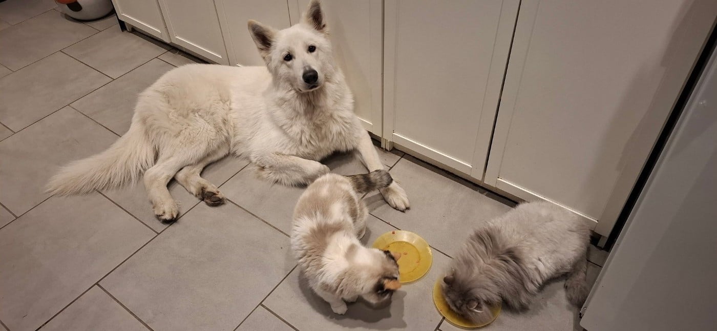 Vlad Du Moulin De Beuvry