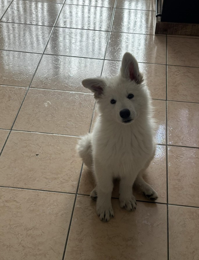 ARKO Du Moulin De Beuvry