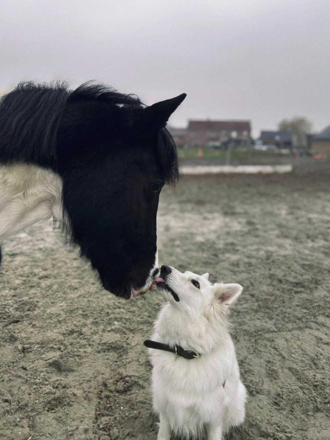 Udina Du Moulin De Beuvry