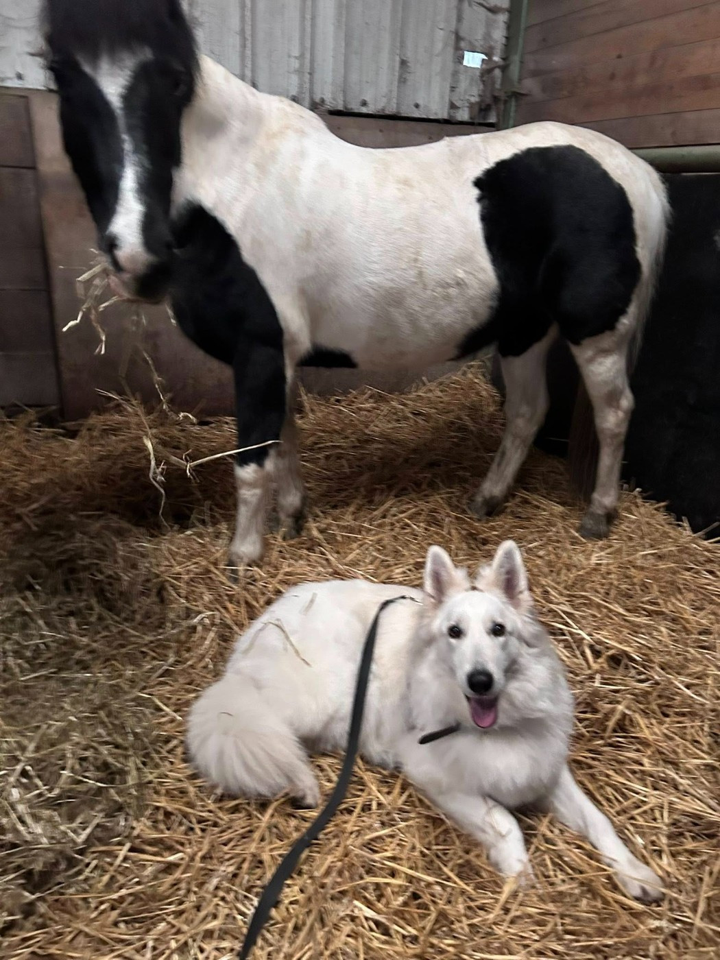 Udina Du Moulin De Beuvry