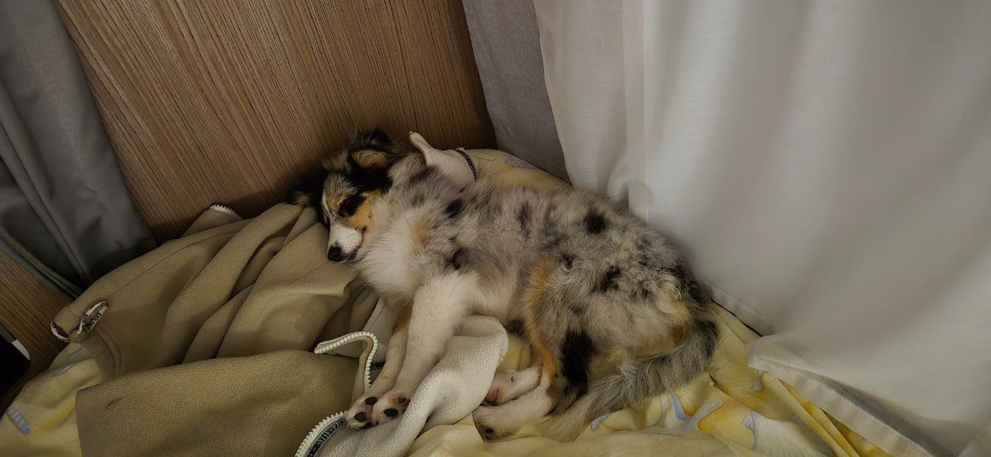 Vinci Des gardiens des trois magots