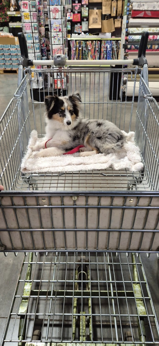 Vinci Des gardiens des trois magots