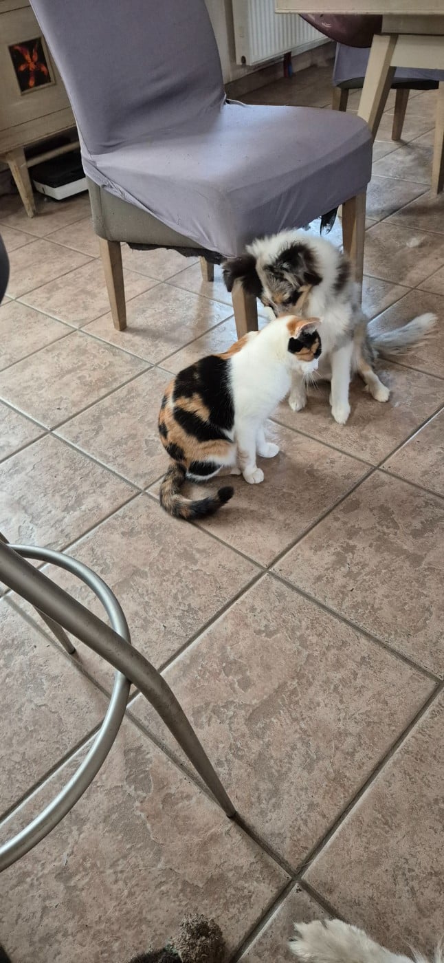 Vinci Des gardiens des trois magots