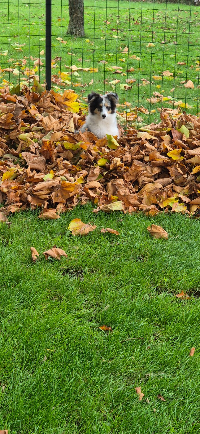 Vinci Des gardiens des trois magots
