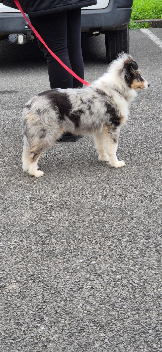 Vinci Des gardiens des trois magots