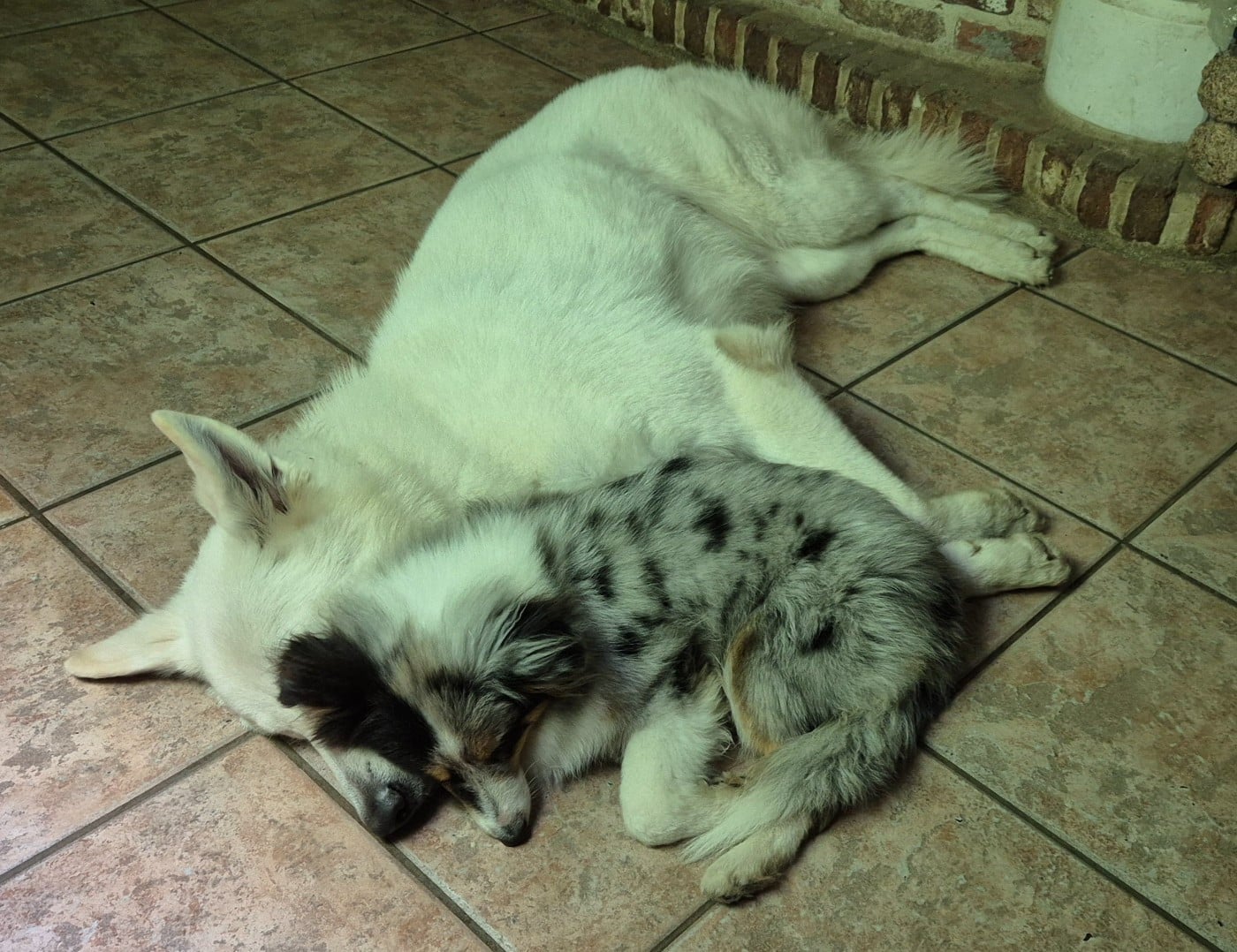 Vinci Des gardiens des trois magots