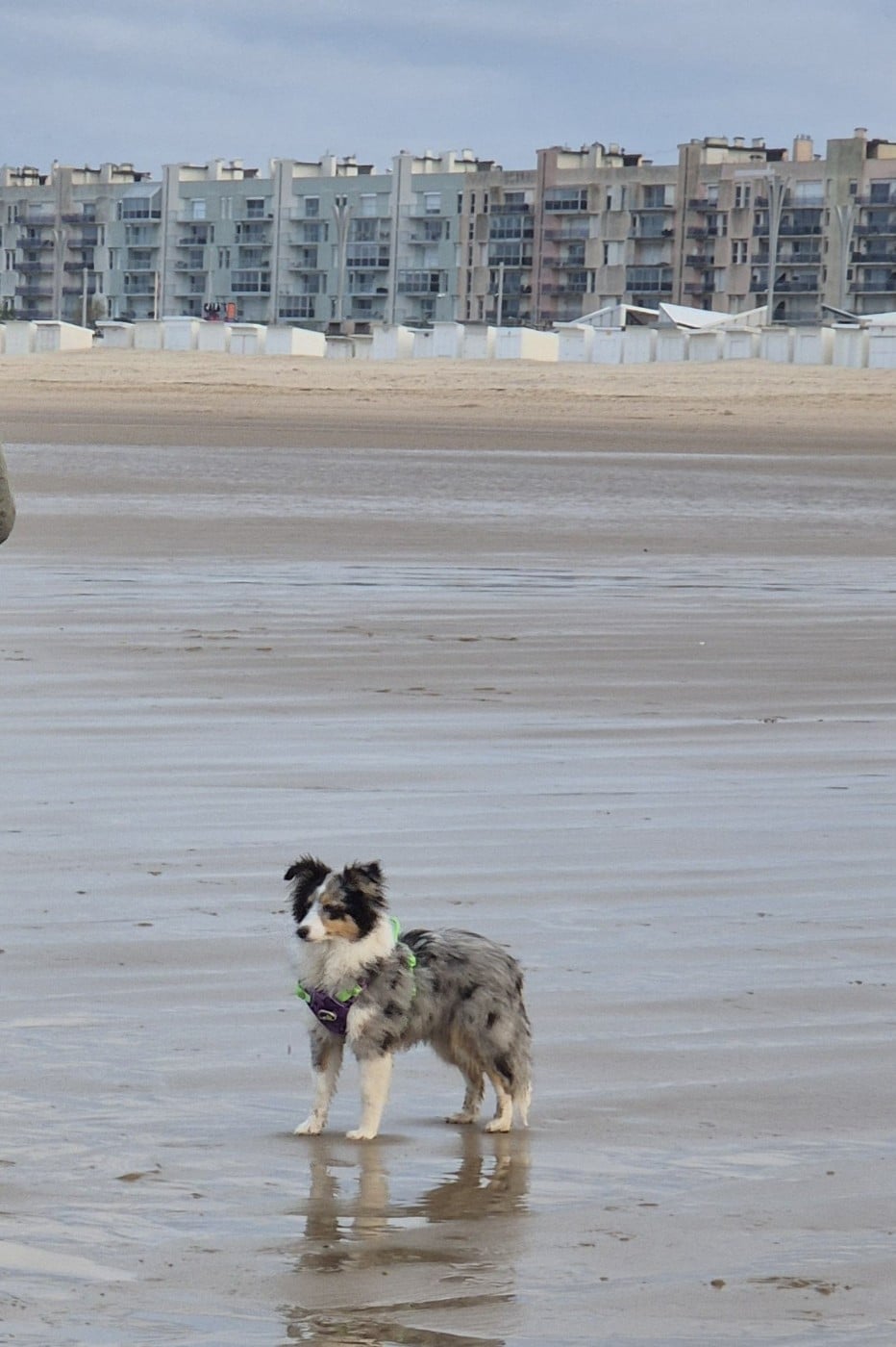 Vinci Des gardiens des trois magots