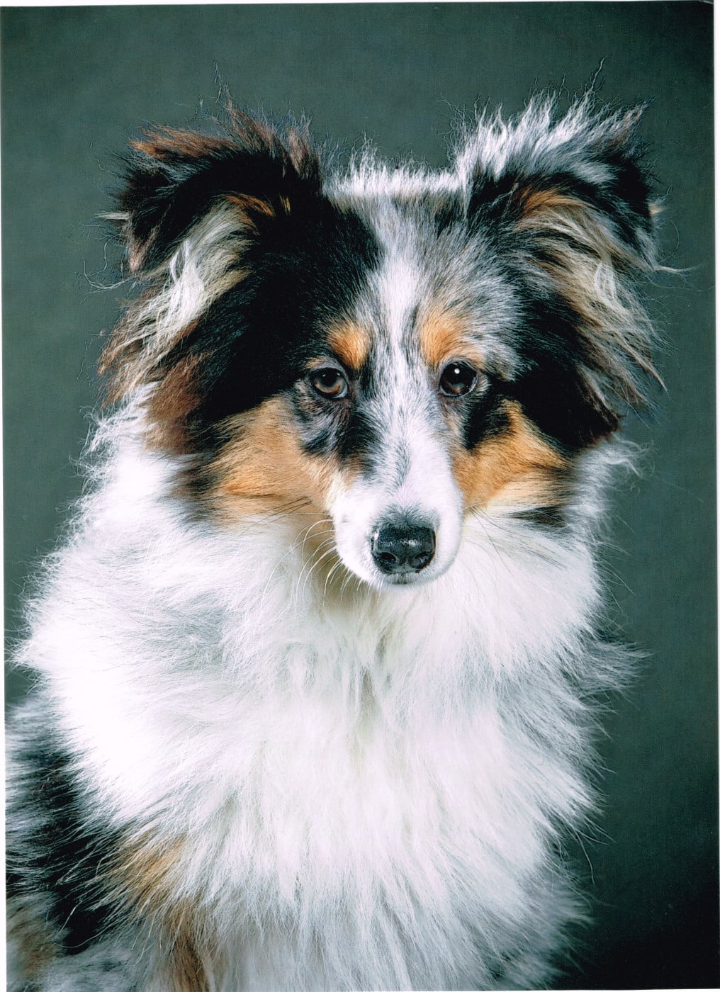 Vinci Des gardiens des trois magots