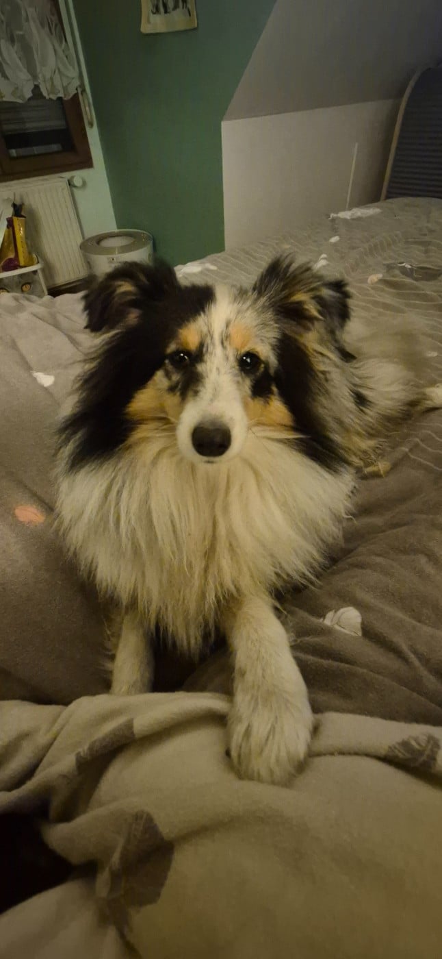 Vinci Des gardiens des trois magots