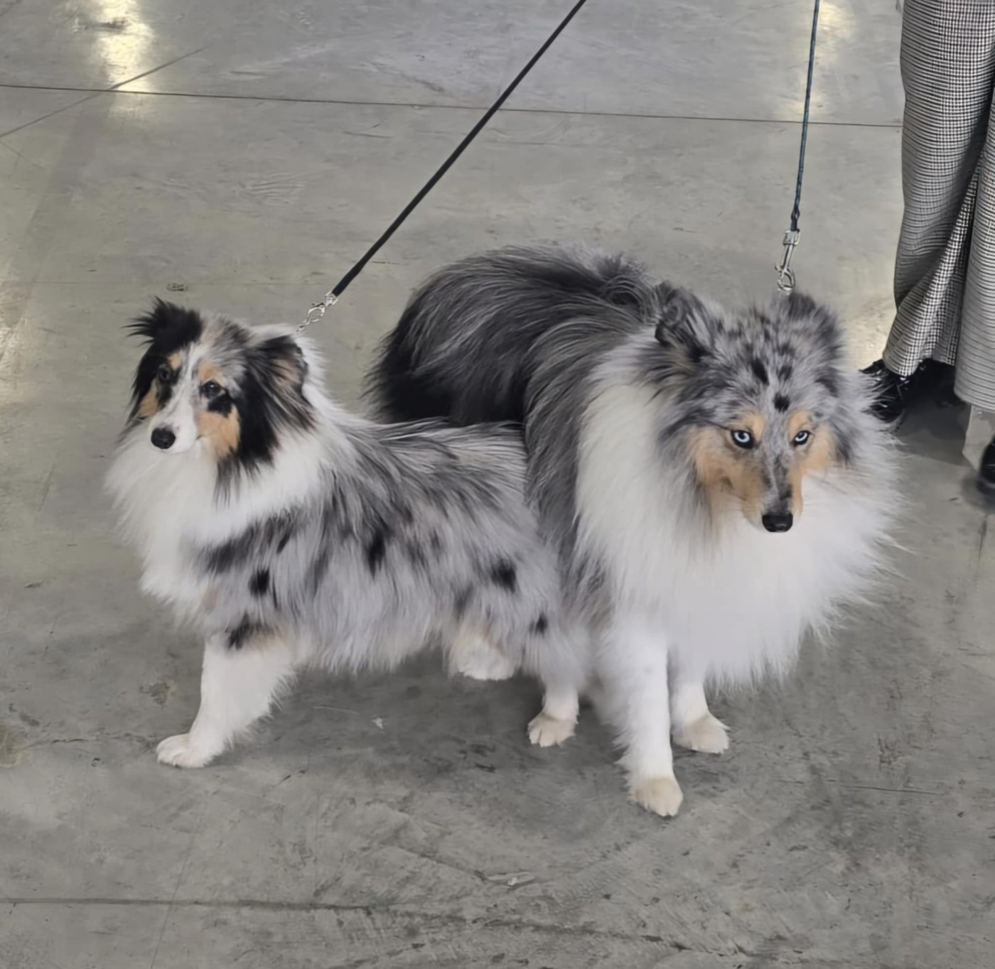 Vinci Des gardiens des trois magots