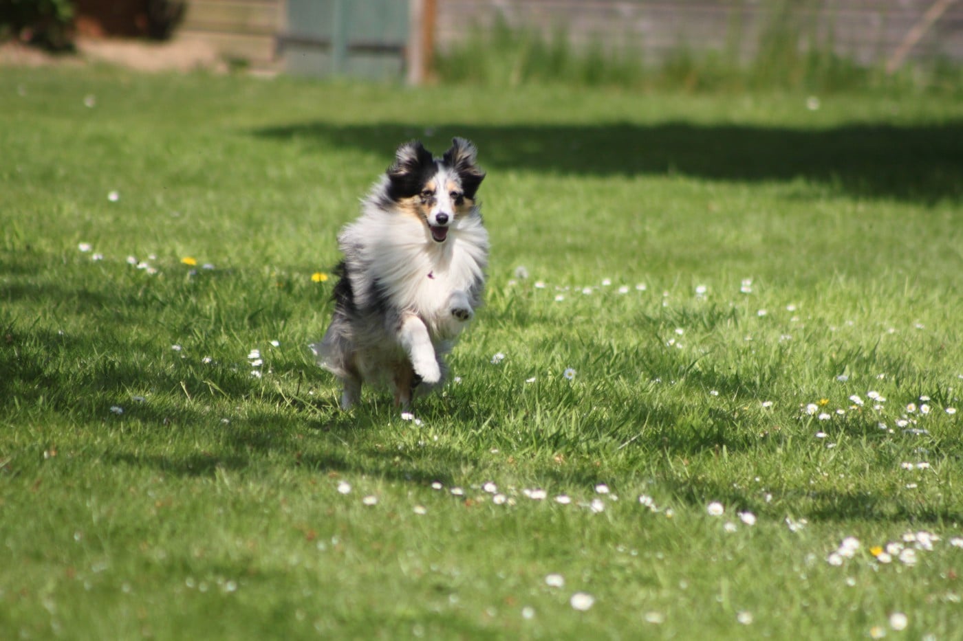 Vinci Des gardiens des trois magots