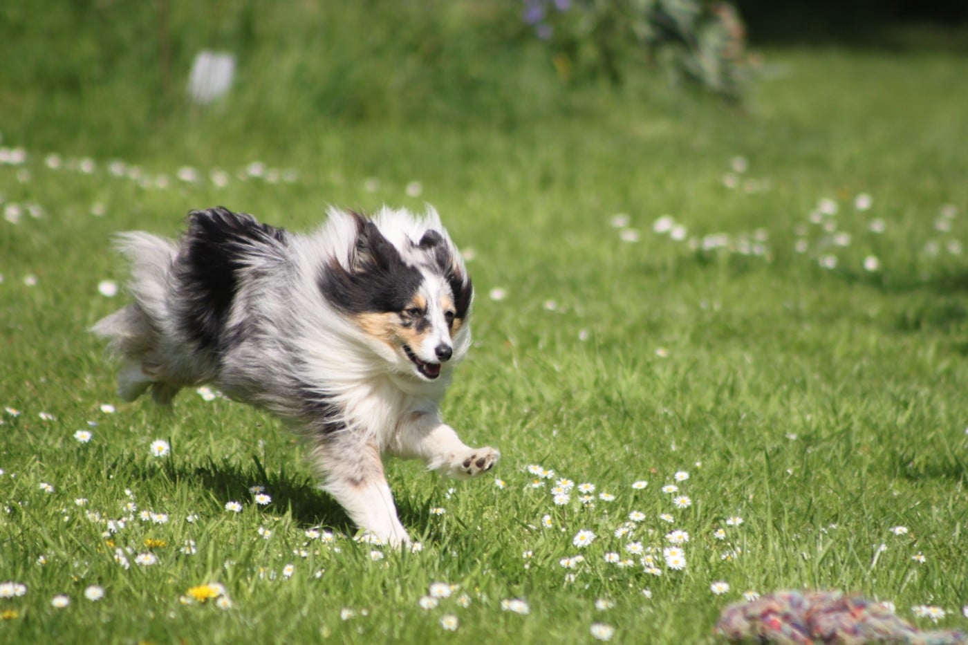 Vinci Des gardiens des trois magots