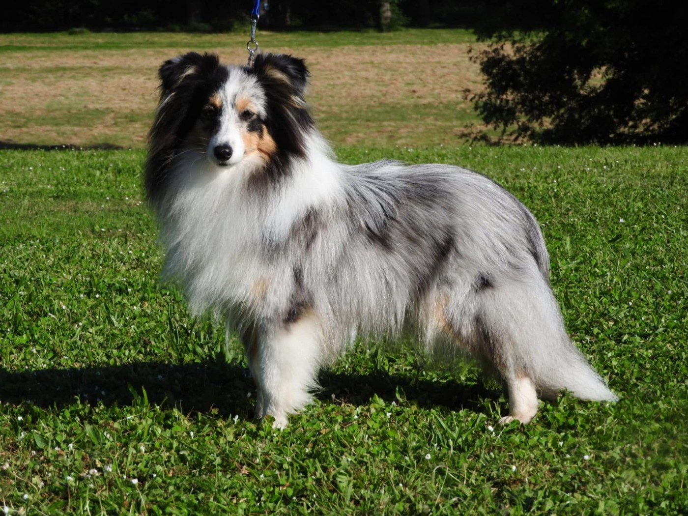 Vinci Des gardiens des trois magots