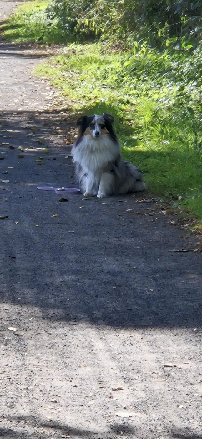 Vinci Des gardiens des trois magots