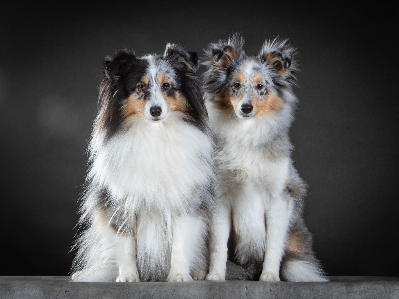 Vinci Des gardiens des trois magots