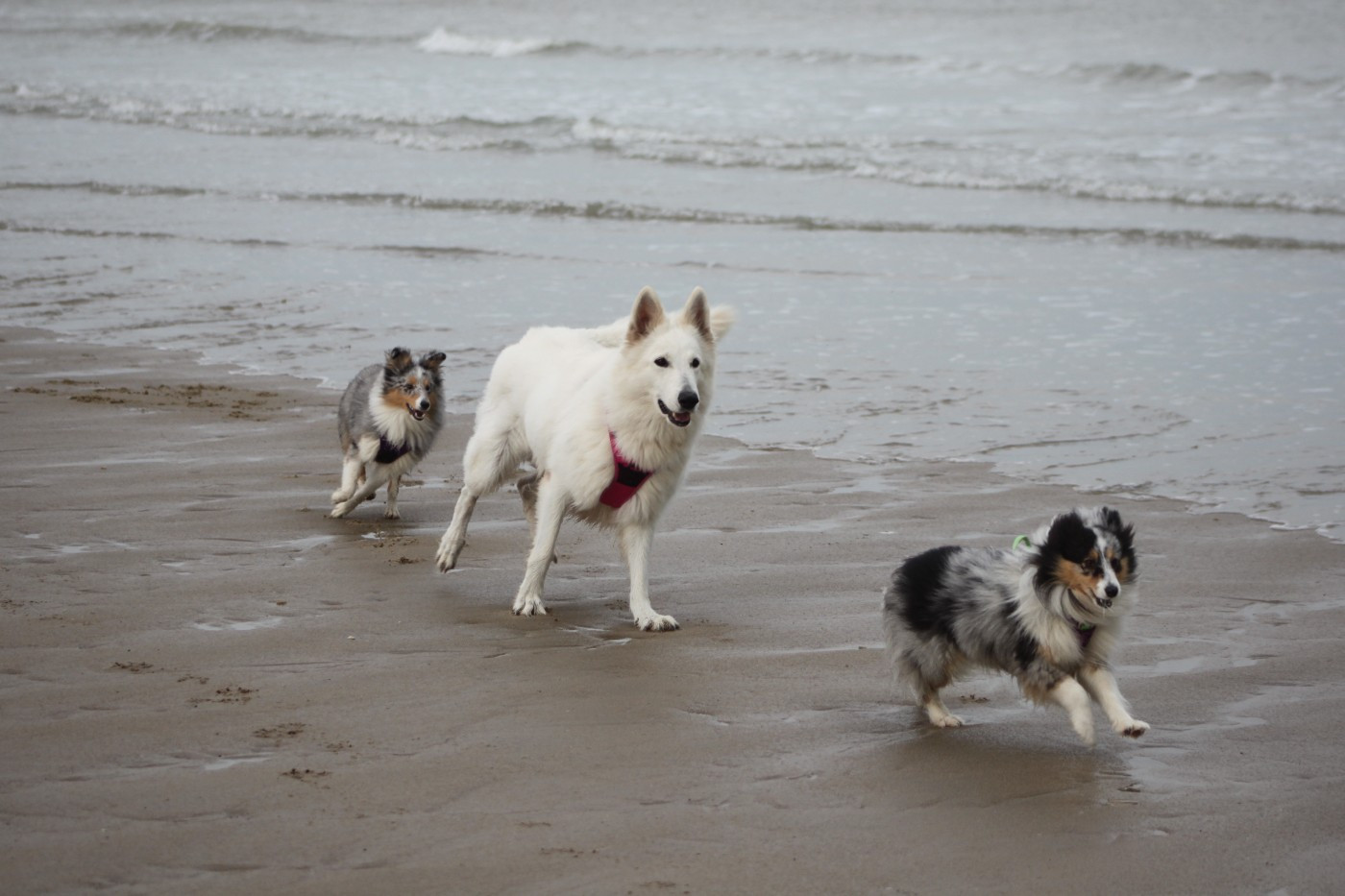 Vinci Des gardiens des trois magots