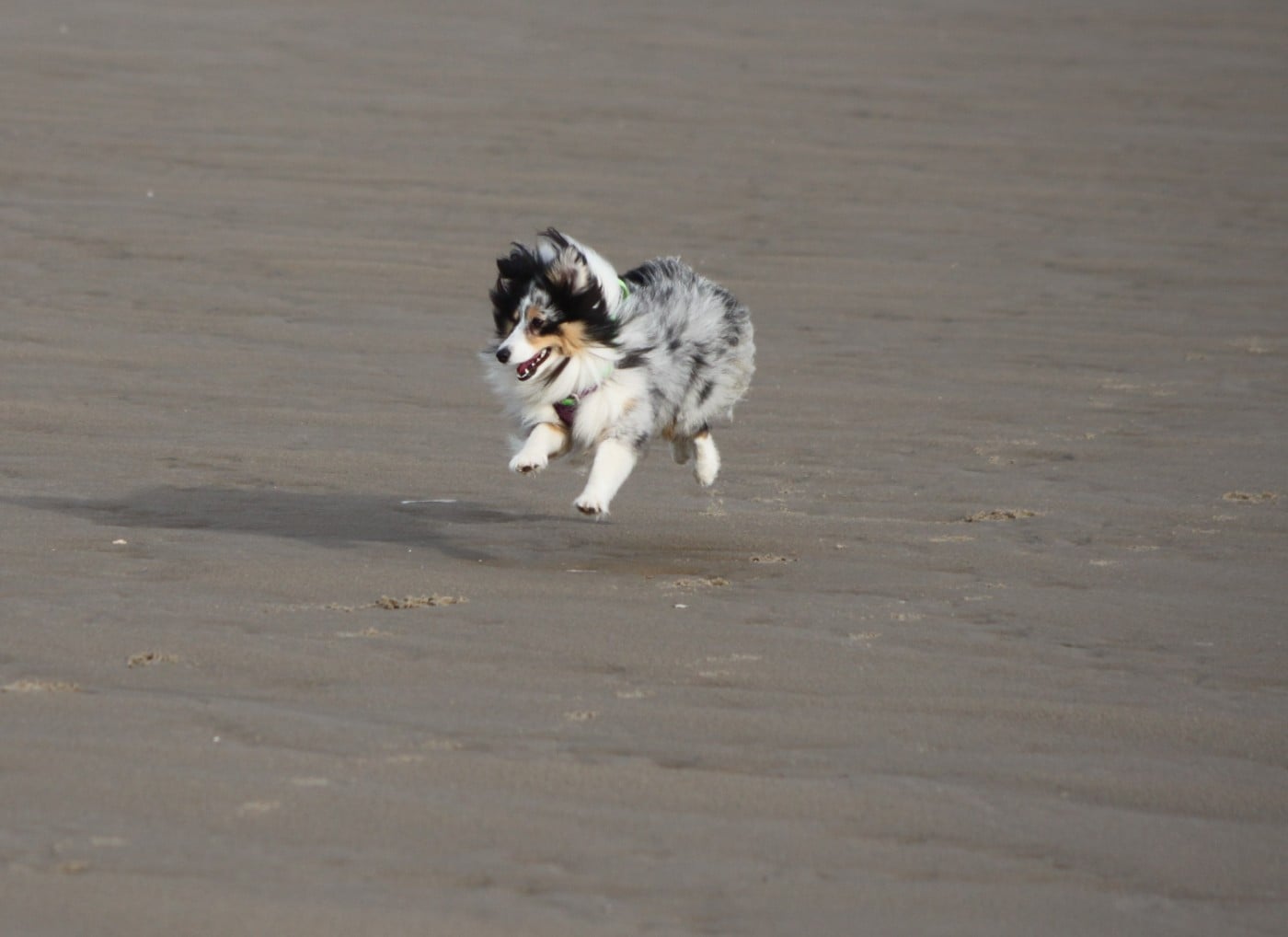 Vinci Des gardiens des trois magots