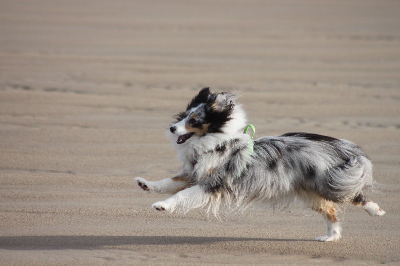 Vinci Des gardiens des trois magots