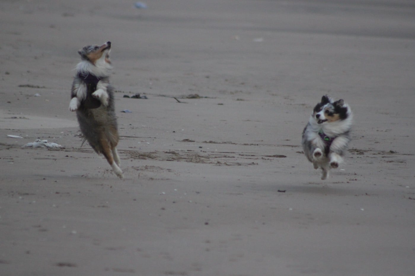 Vinci Des gardiens des trois magots