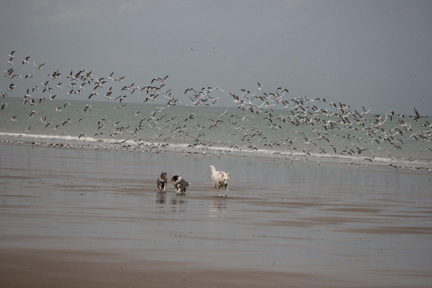 Vinci Des gardiens des trois magots