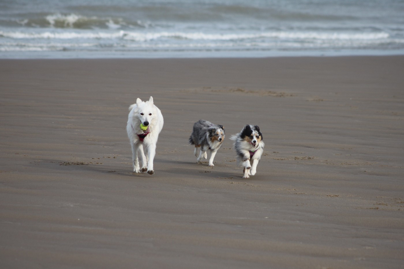 Vinci Des gardiens des trois magots