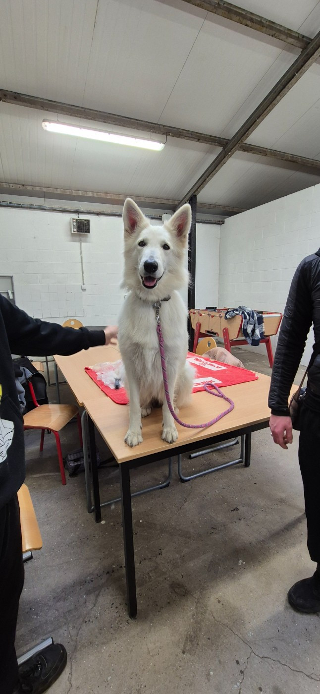 CH. Shiny little saphir Du Moulin De Beuvry