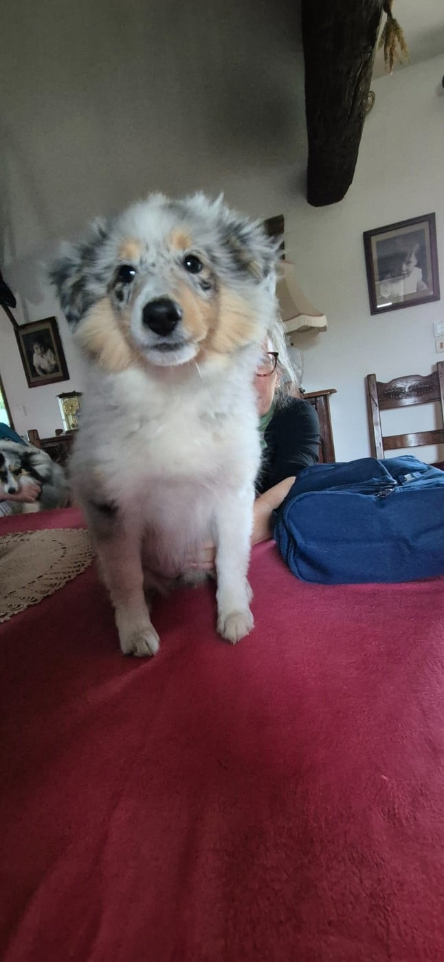 AMY  Des gardiens des trois magots