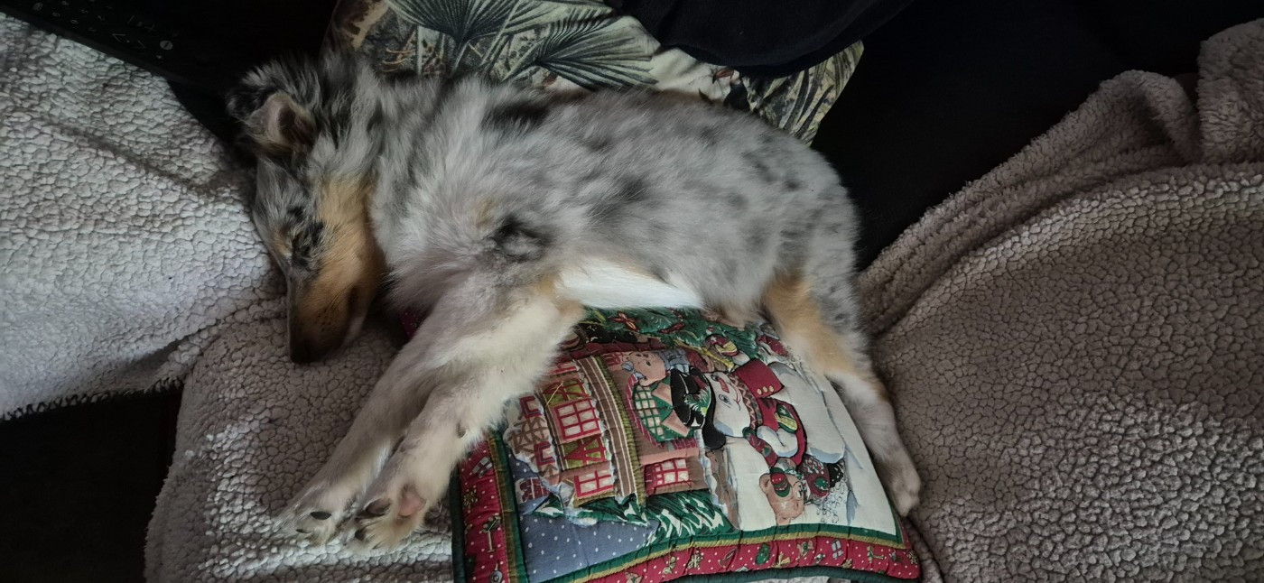 AMY  Des gardiens des trois magots