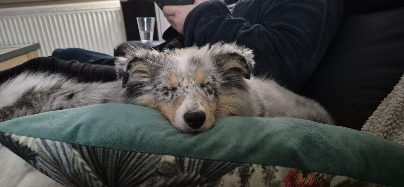 AMY  Des gardiens des trois magots