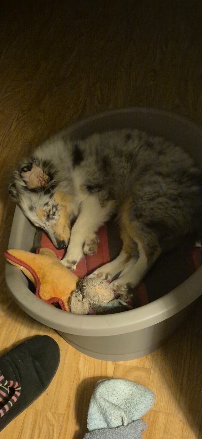 AMY  Des gardiens des trois magots