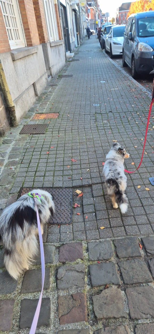 AMY  Des gardiens des trois magots