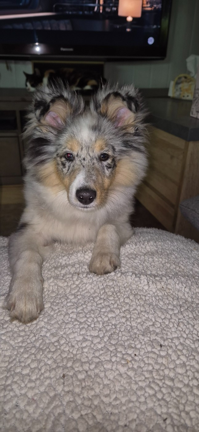 AMY  Des gardiens des trois magots