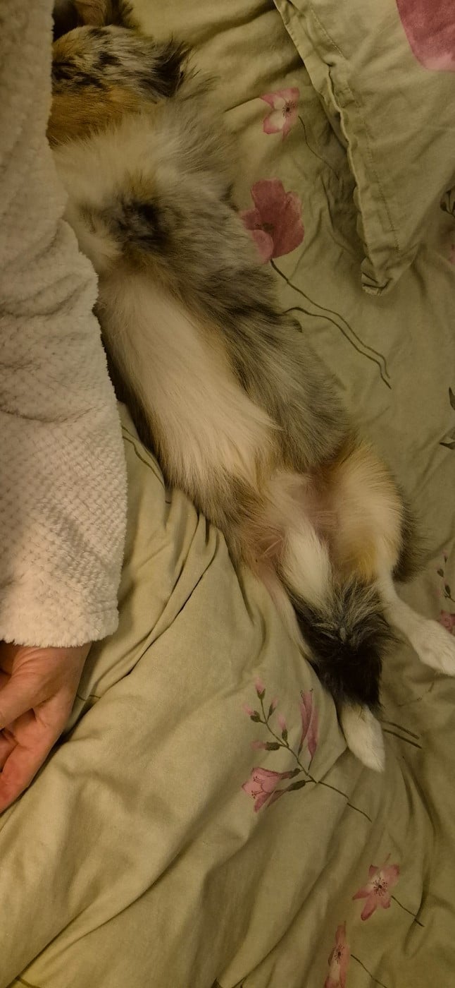 AMY  Des gardiens des trois magots