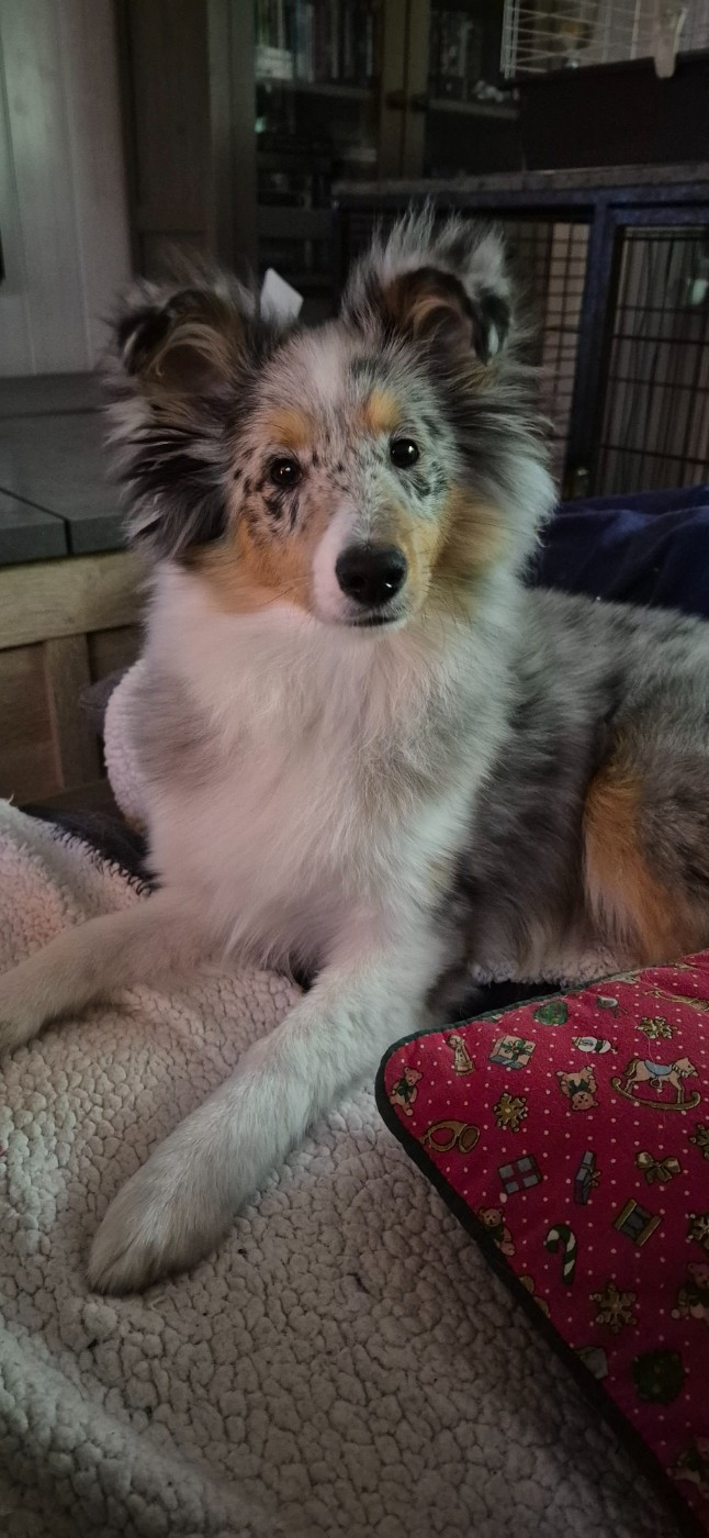 AMY  Des gardiens des trois magots