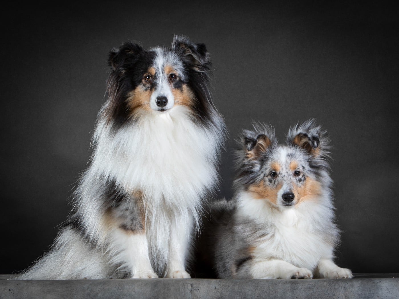 AMY  Des gardiens des trois magots