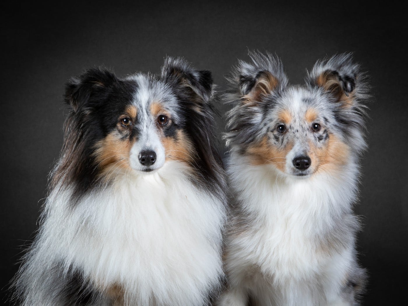 AMY  Des gardiens des trois magots