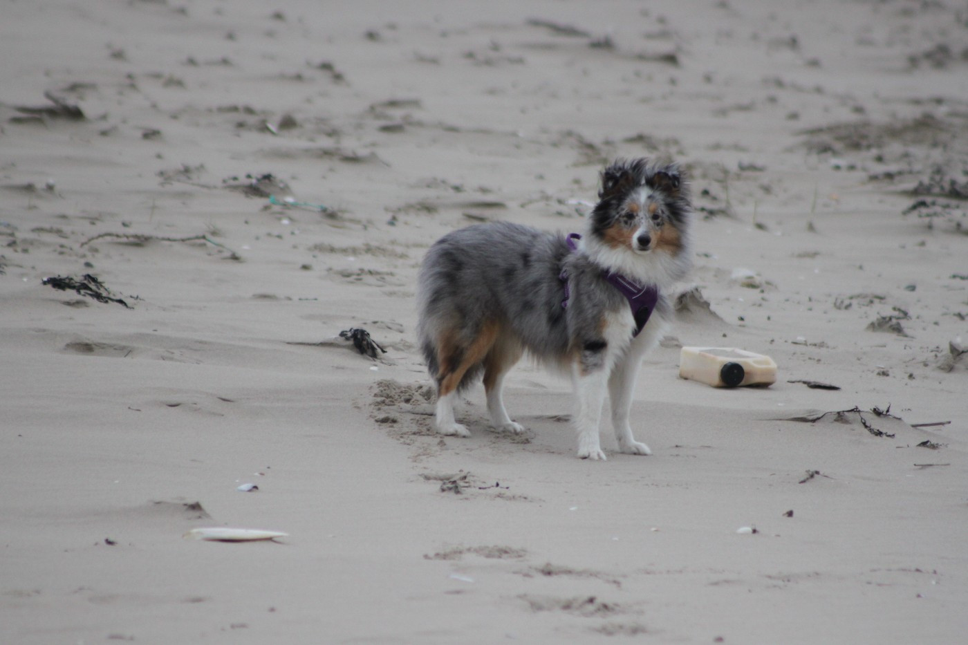 AMY  Des gardiens des trois magots