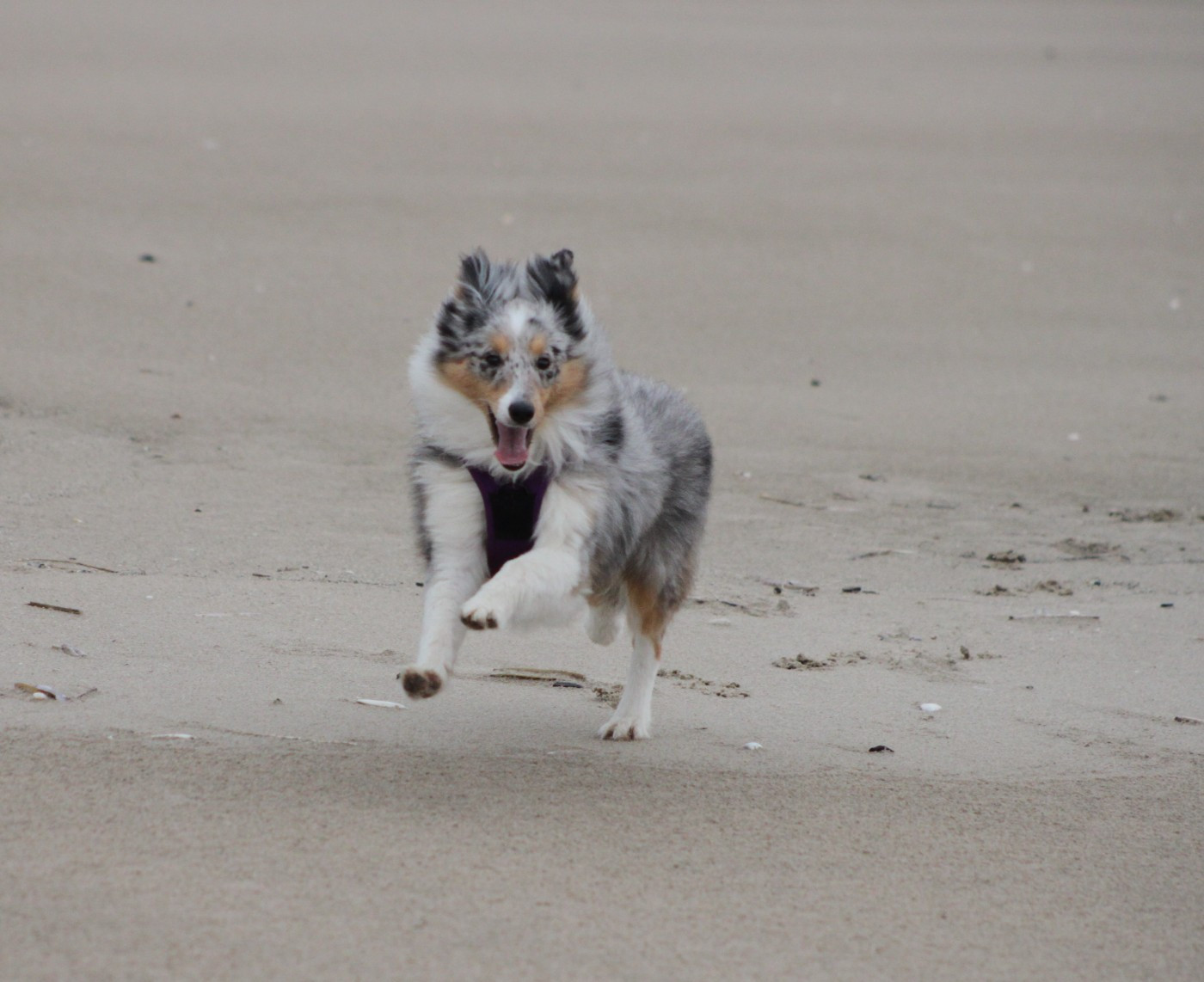 AMY  Des gardiens des trois magots
