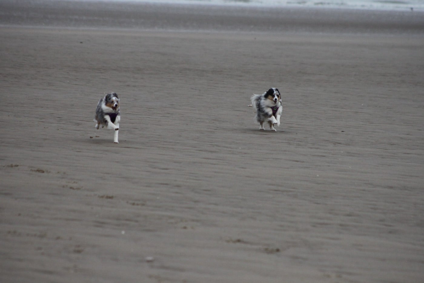 AMY  Des gardiens des trois magots