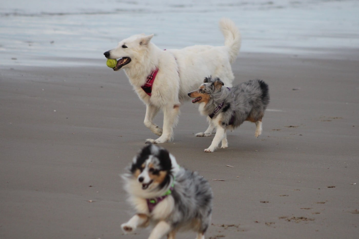 AMY  Des gardiens des trois magots