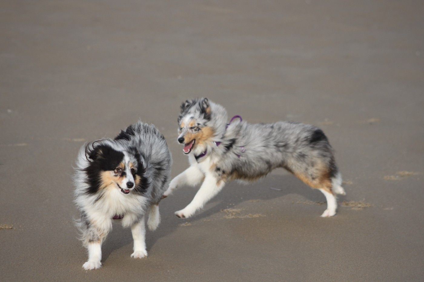 AMY  Des gardiens des trois magots