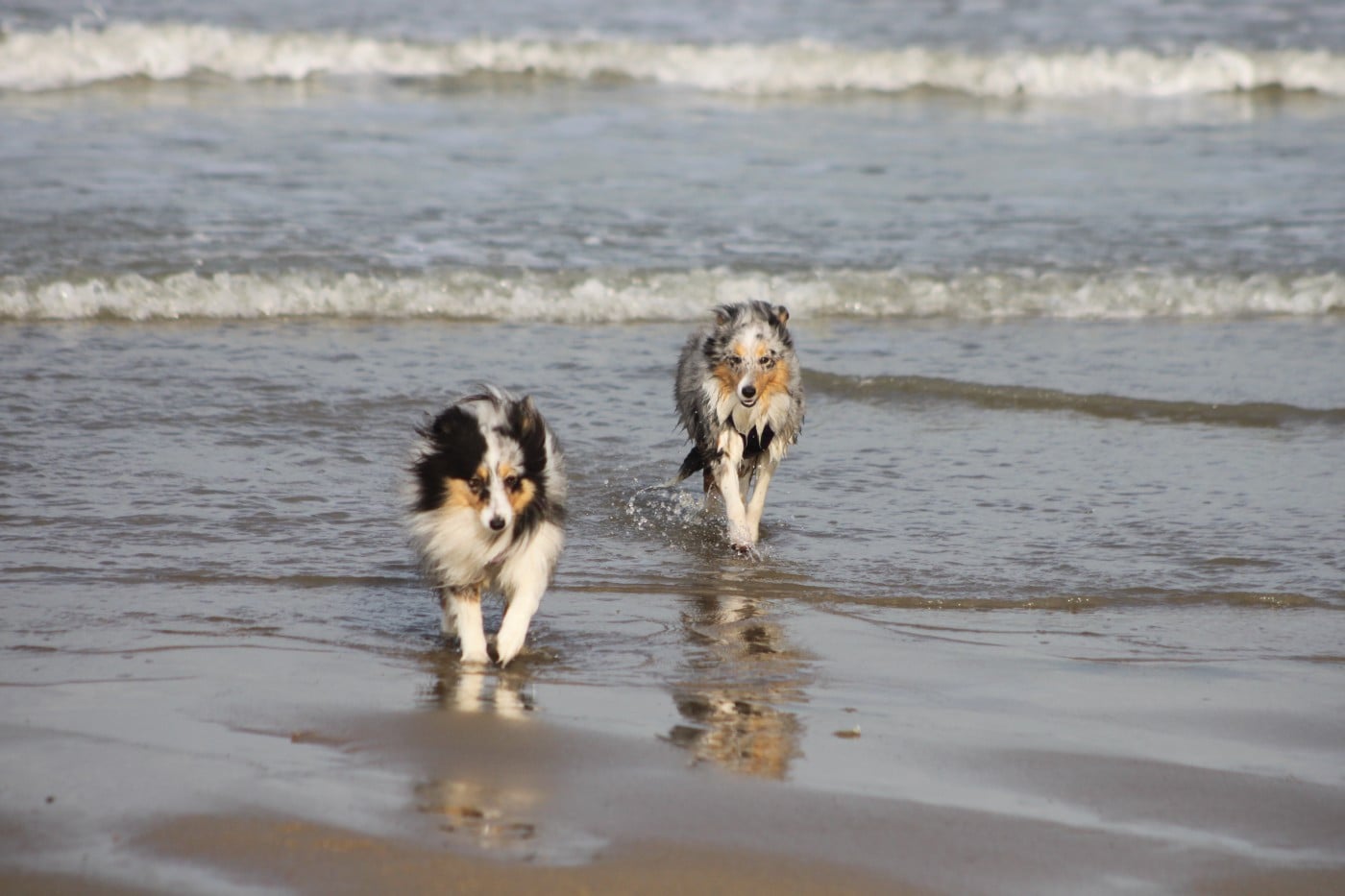 AMY  Des gardiens des trois magots