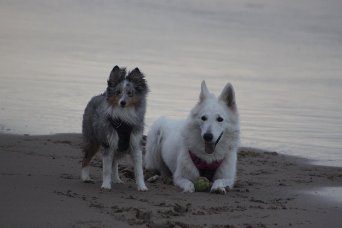 AMY  Des gardiens des trois magots