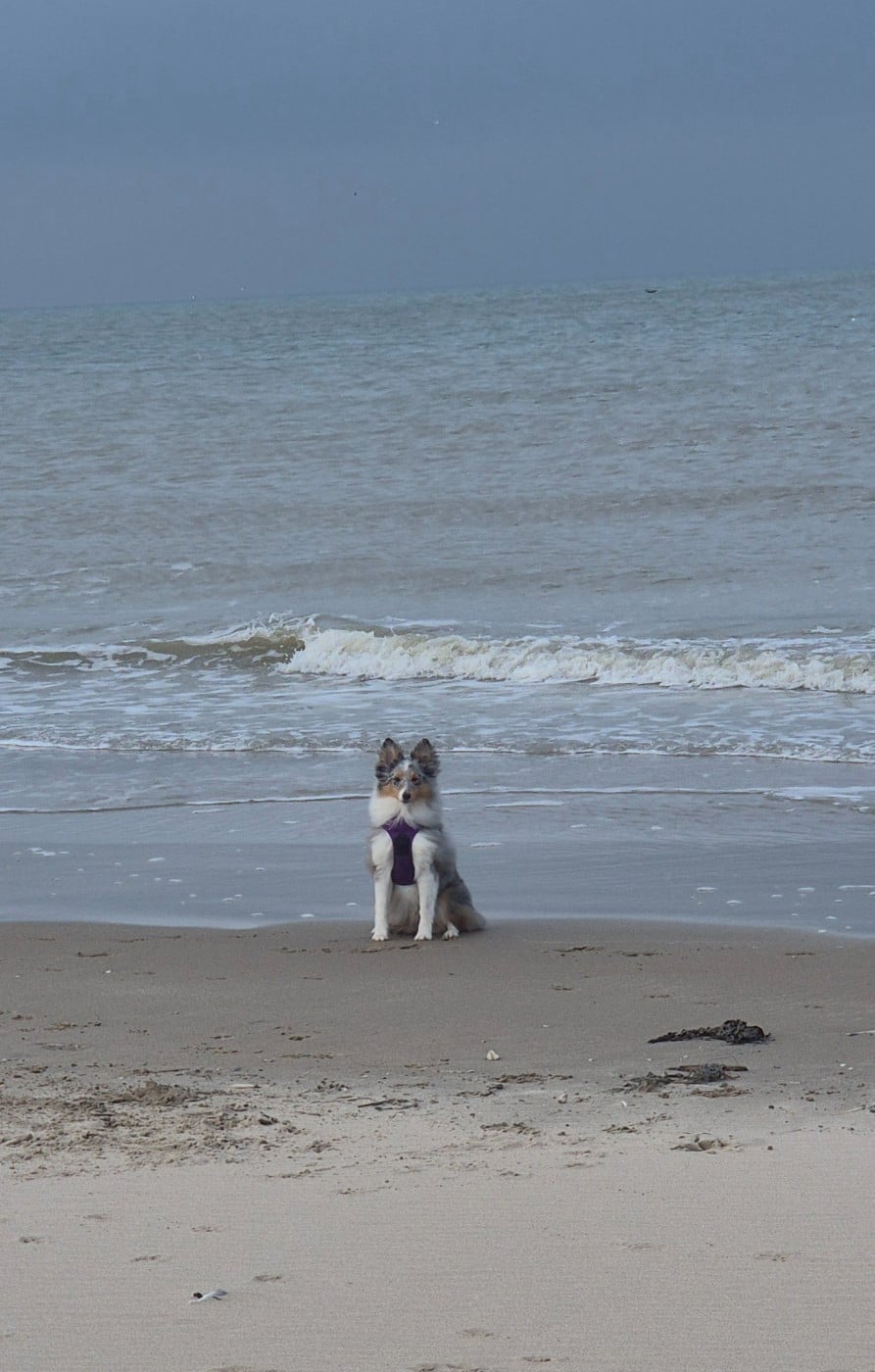 AMY  Des gardiens des trois magots