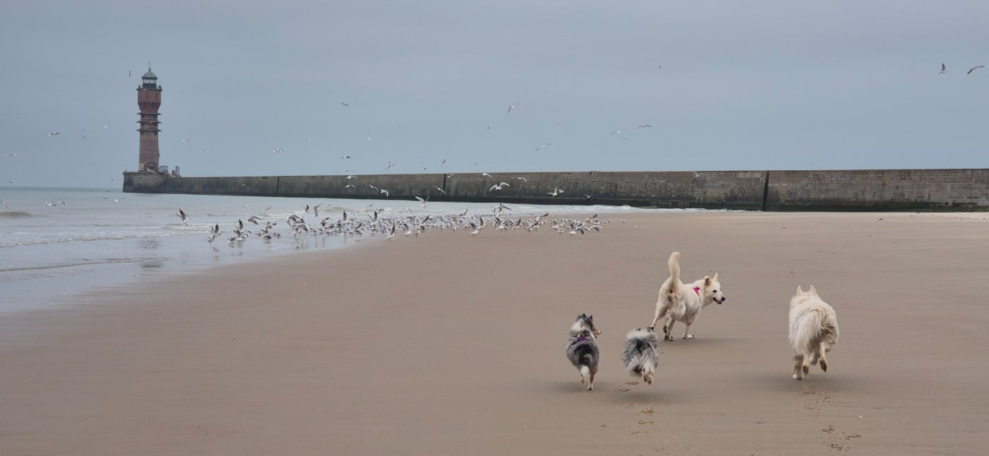 AMY  Des gardiens des trois magots
