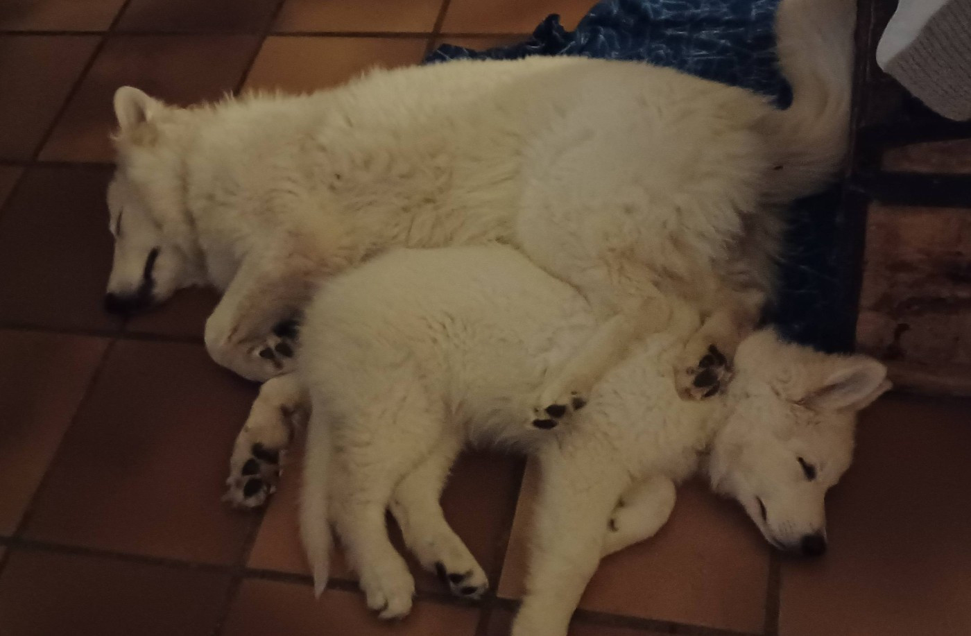 A SKOLL Du Moulin De Beuvry