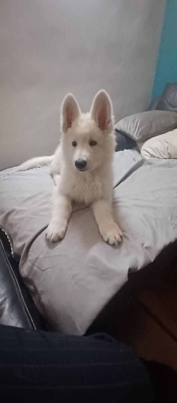 A SKOLL Du Moulin De Beuvry